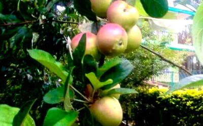 Kanthalloor’s apple orchards are a captivating sight, drawing visitors from far and wide