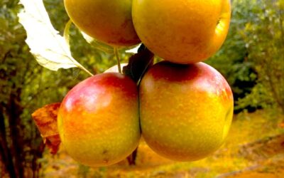 Explore the Delightful Fruits that Thrive in Kanthalloor