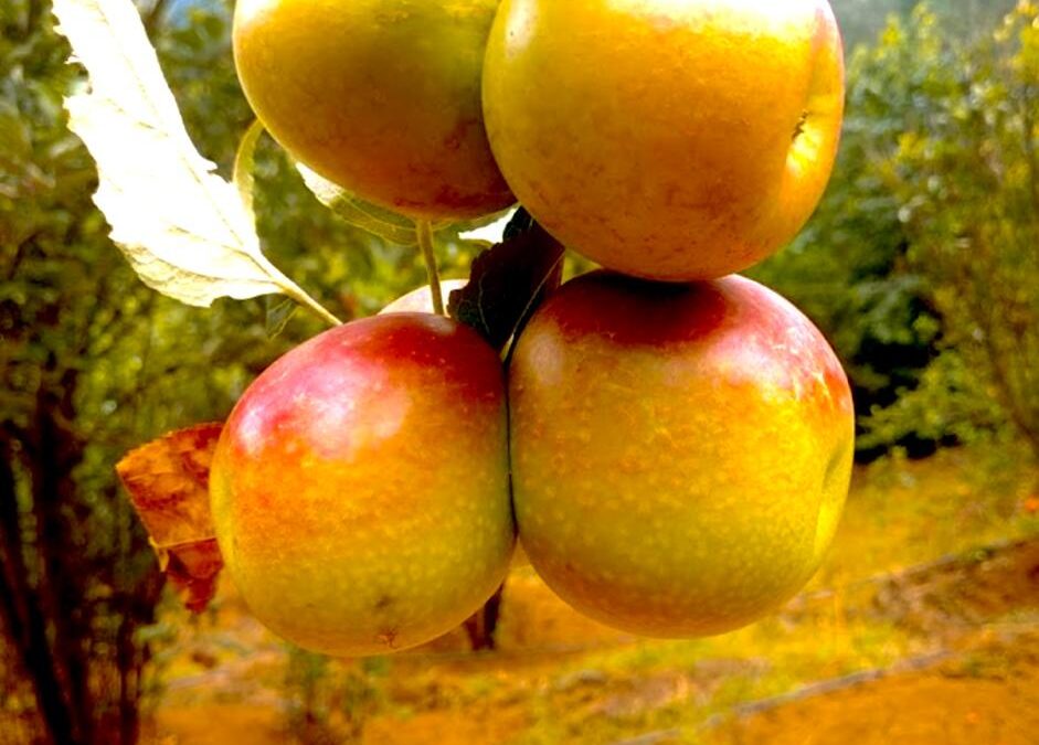 Explore the Delightful Fruits that Thrive in Kanthalloor